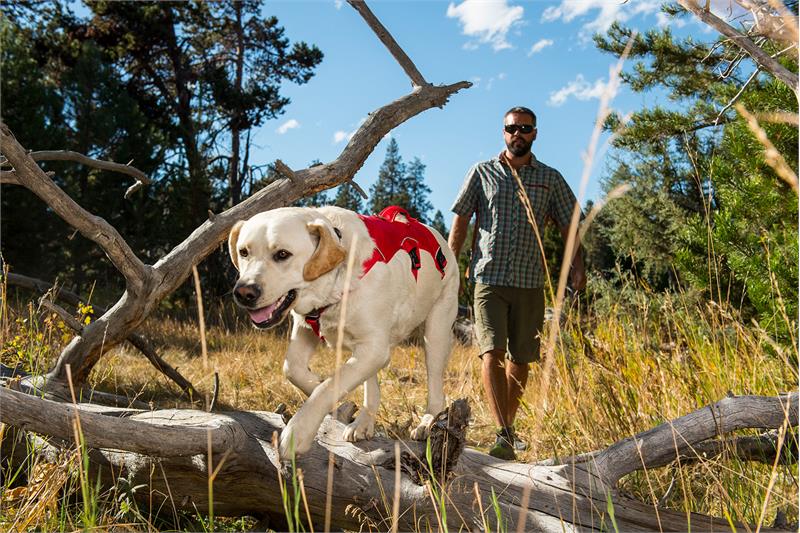 Ruffwear Web Master Dog Harness-2