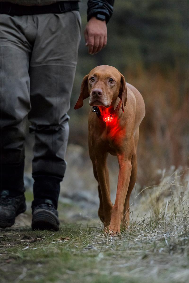 Ruffwear The Beacon-5